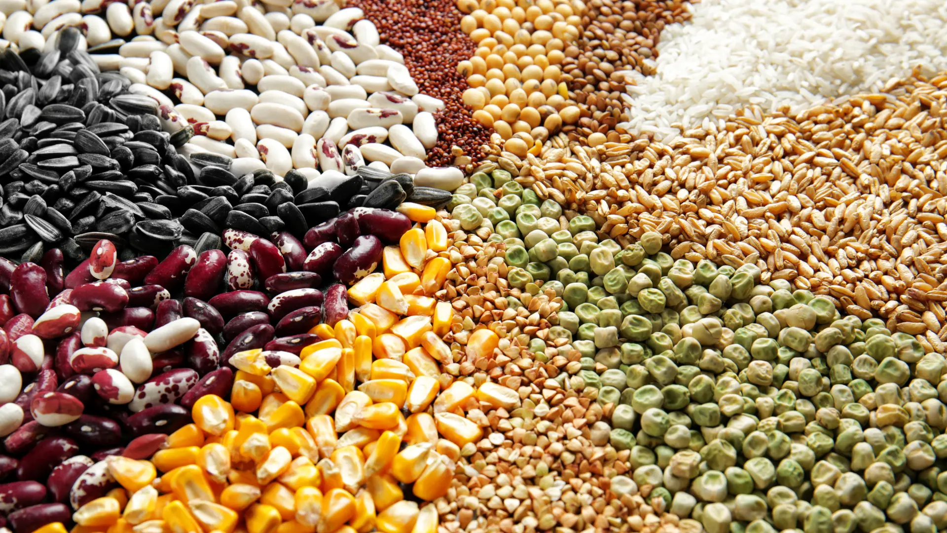 “Export-quality red lentils (Masoor Dal) from India” “High-protein chickpeas (Kabuli Chana) from Indian farms” “Basmati rice and cereals ready for export” “Urad dal (Black gram) – premium Indian pulse exporter” “Toor dal (Pigeon peas) cleaned and packed for shipment” “Chana dal export-quality pulses from India” “Organic wheat grains exporter from India” “Bulk green gram (Moong dal) exporter” “Barley and maize cereals for export” “Indian pulses packaged for international delivery”